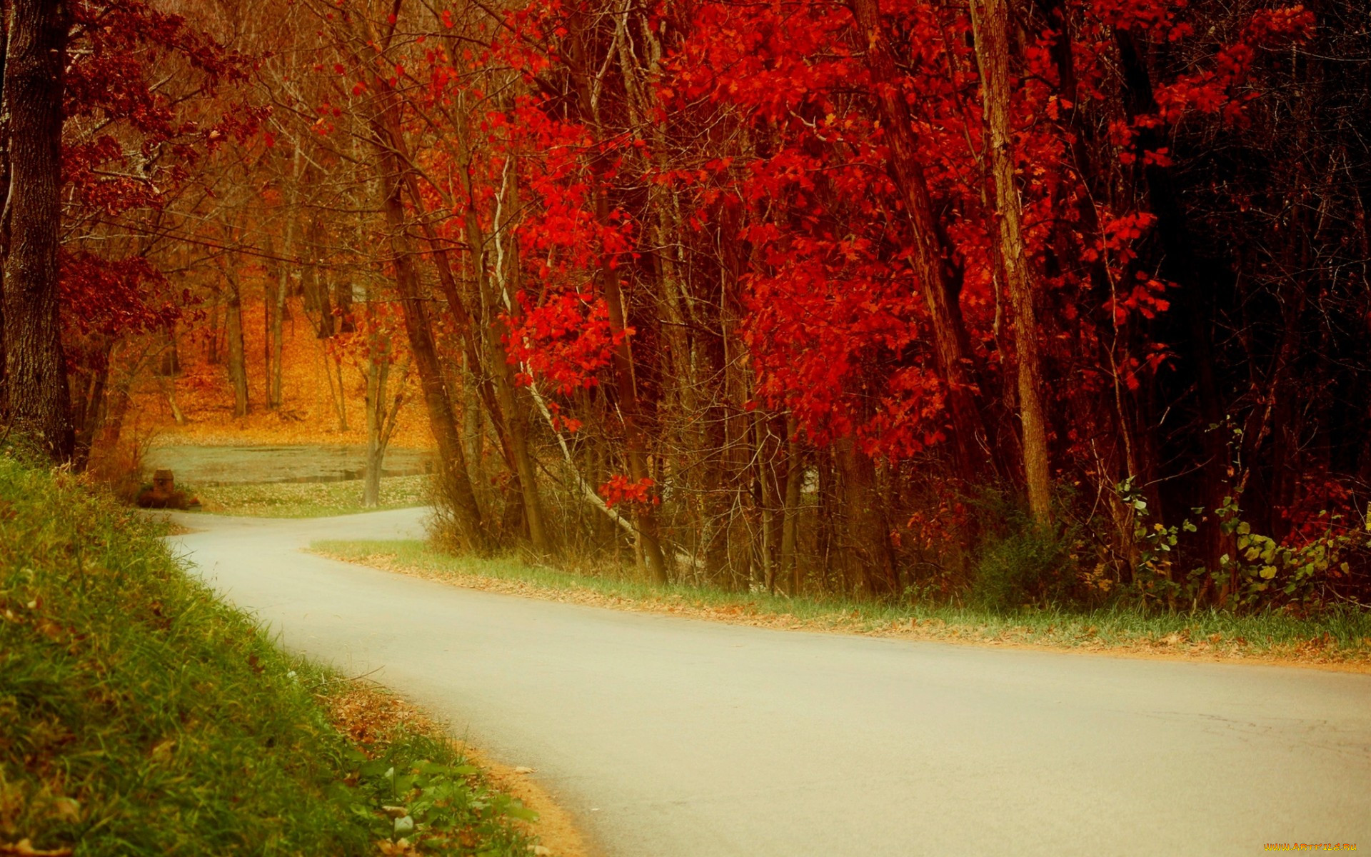 , , nature, , , , walk, trees, leaves, colorful, colors, fall, autumn, path, road